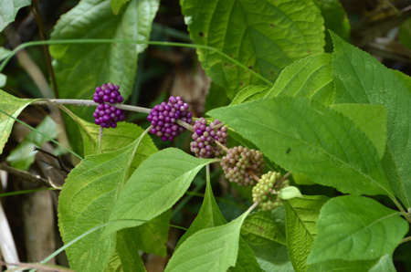 American beautyberry